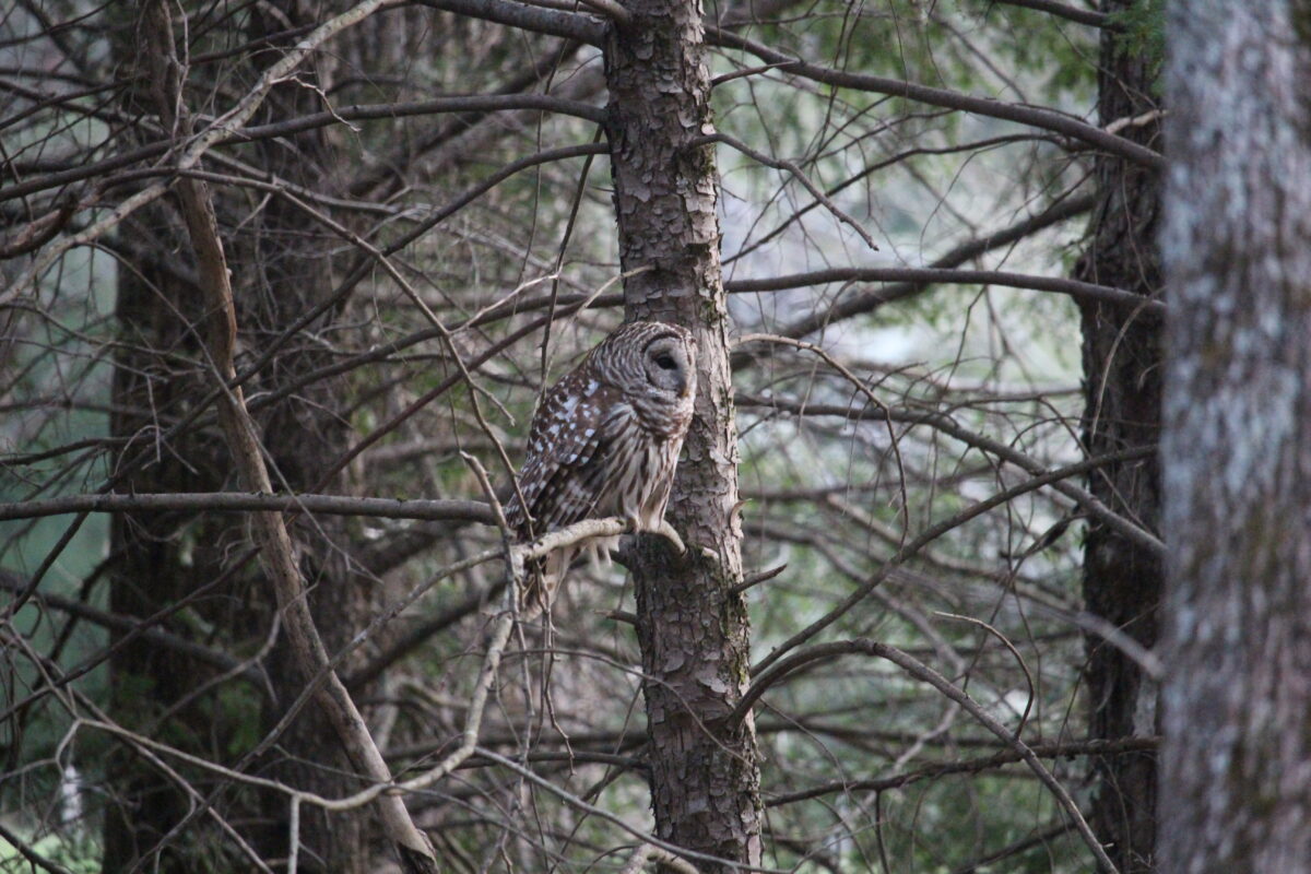Photographer pointing out a camouflaged owl in the trees at Cades Cove, Smoky Mountains